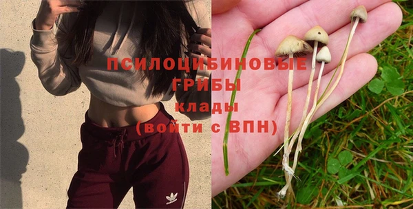 apvp Алзамай